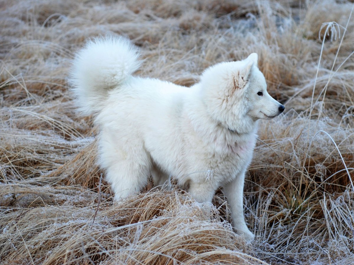 Самоед Волчий Тип