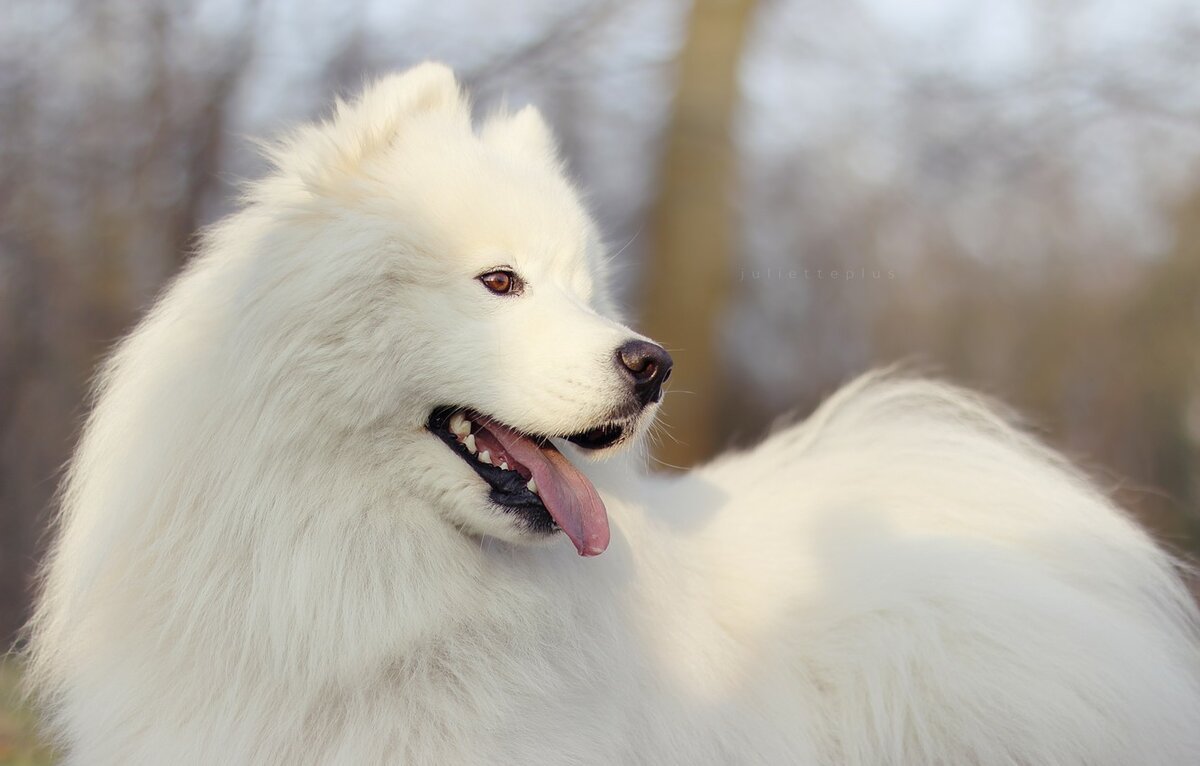 Аляскинский самоед