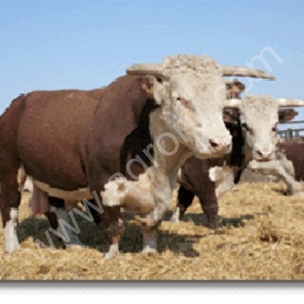 Белый голов казахский