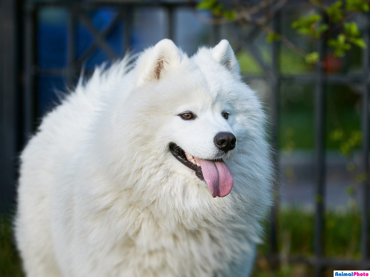 Волчья Самоедская лайка
