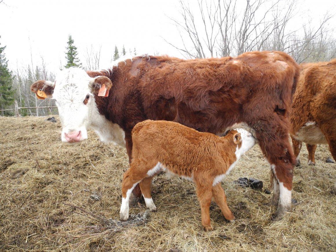 Телята Герефорды