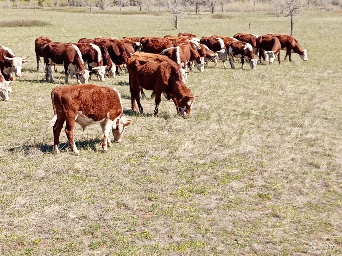 Казахский белоголовый скот