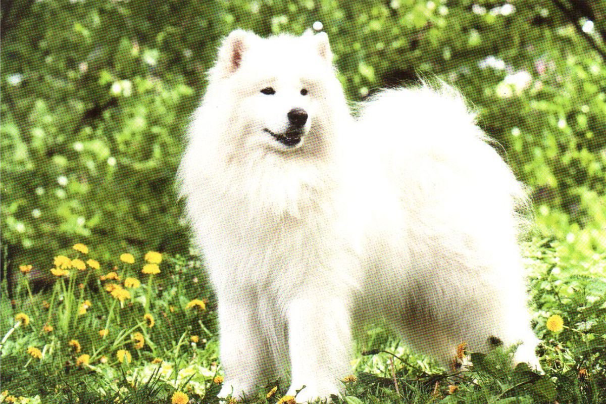 Самоедская лайка морда