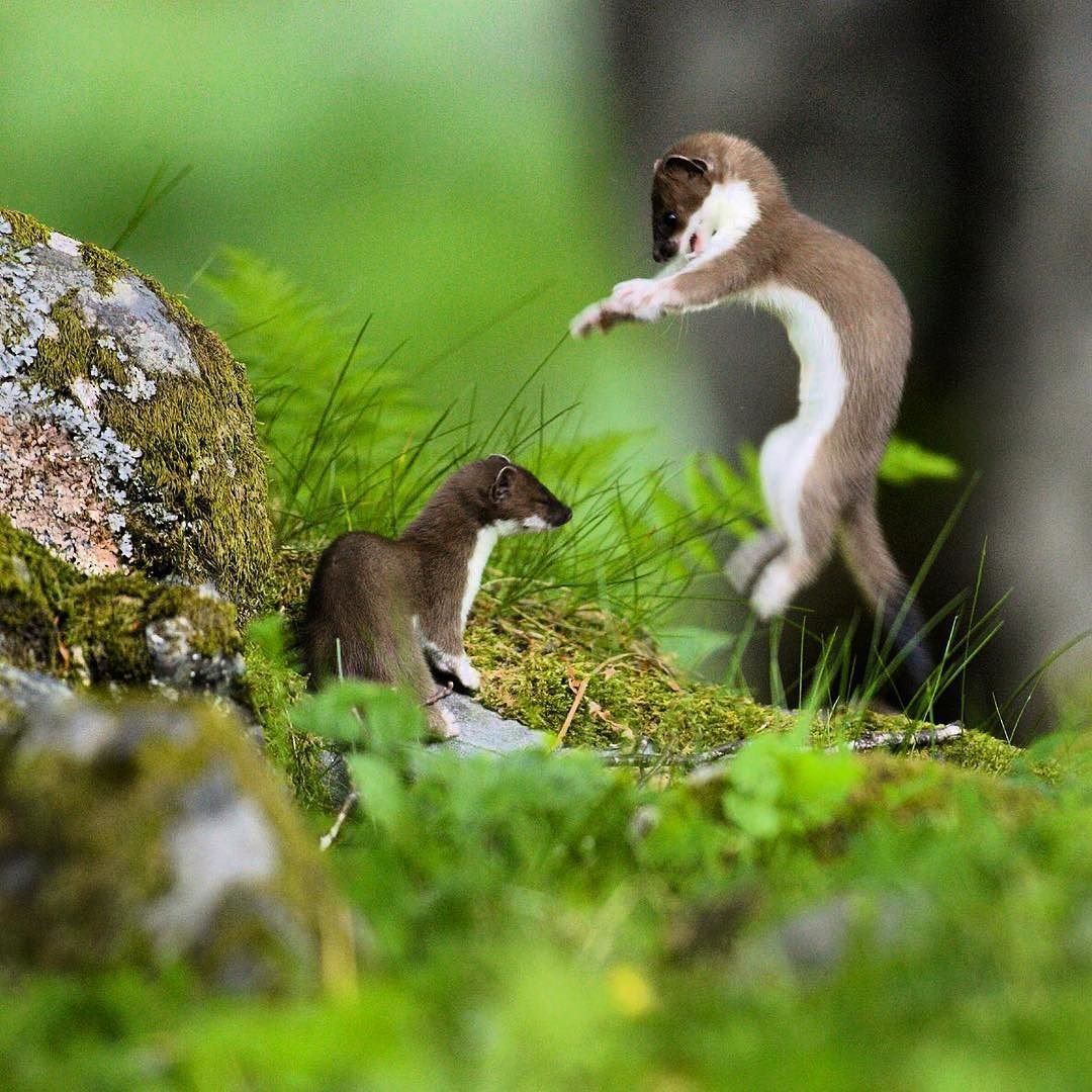 Куница Соболь песец горностай