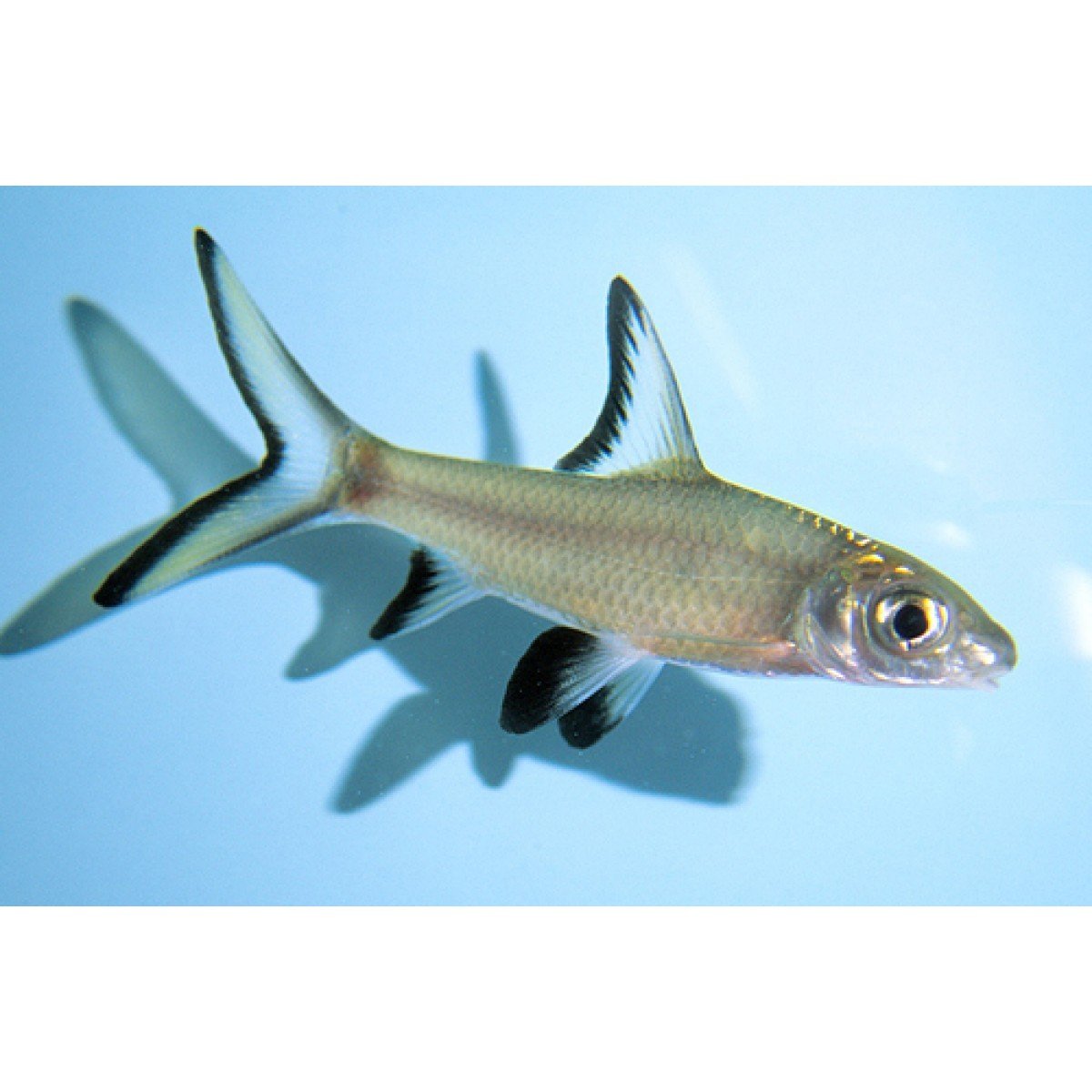 Акулы Etmopterus perryi