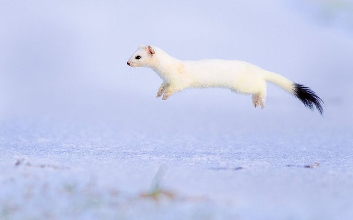 Горностай (Mustela erminea)