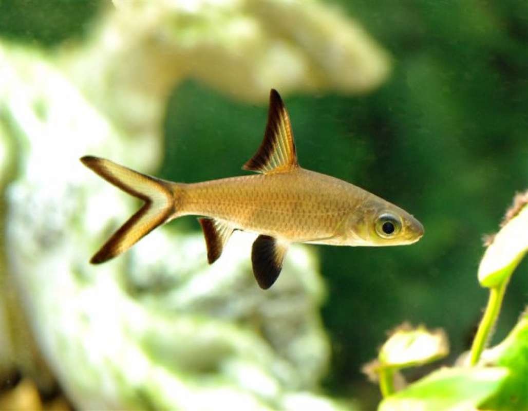 Акула это рыба или