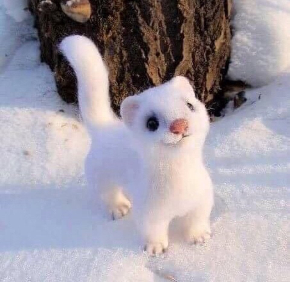 Ильменский заповедник горностай