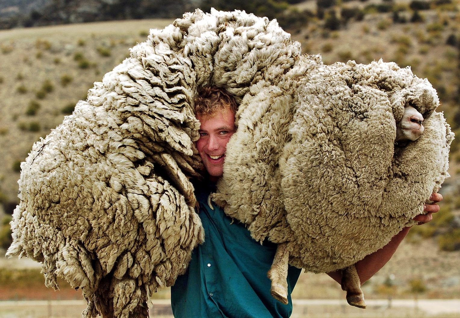 Силен овцам