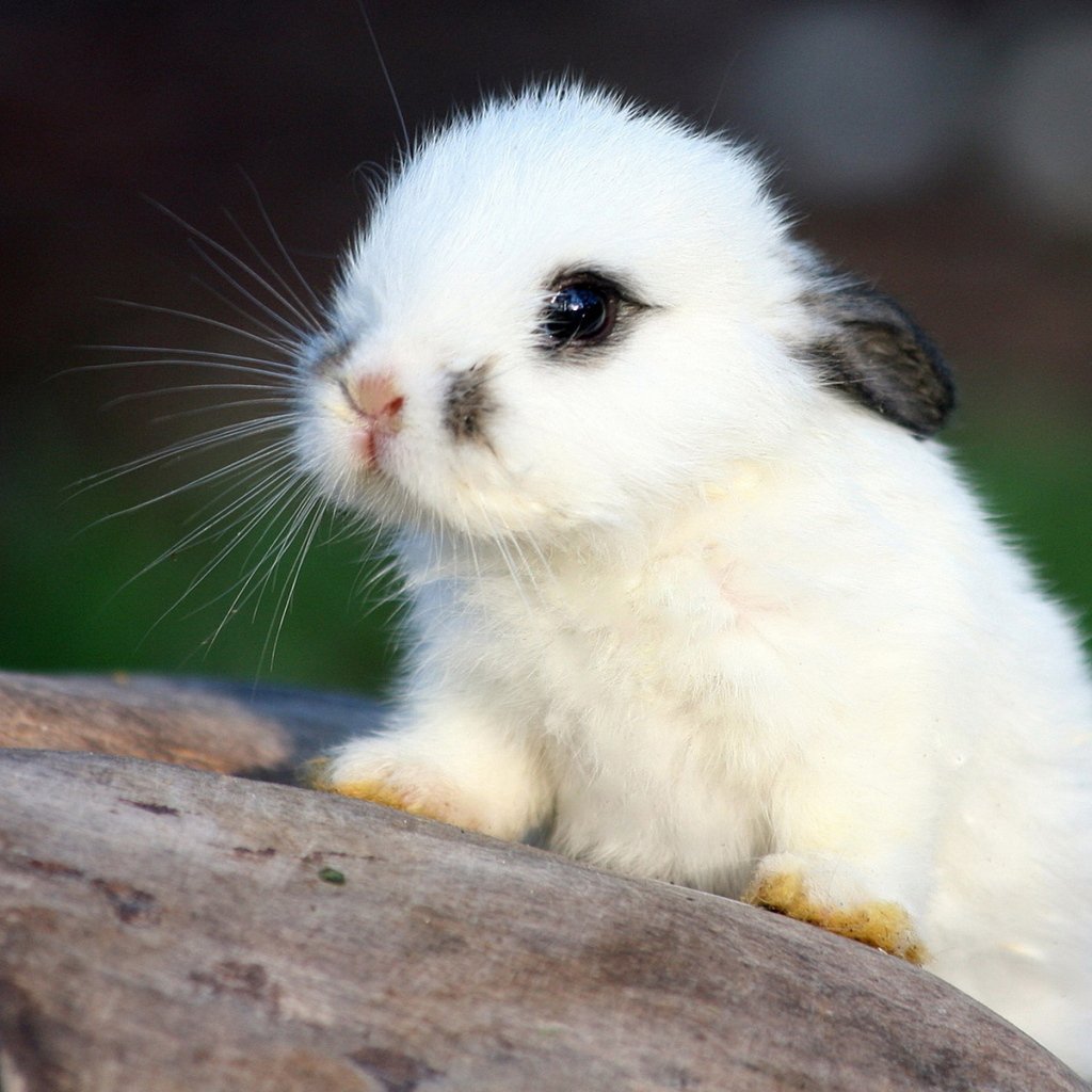 Кролик +заяц +морская Свинка