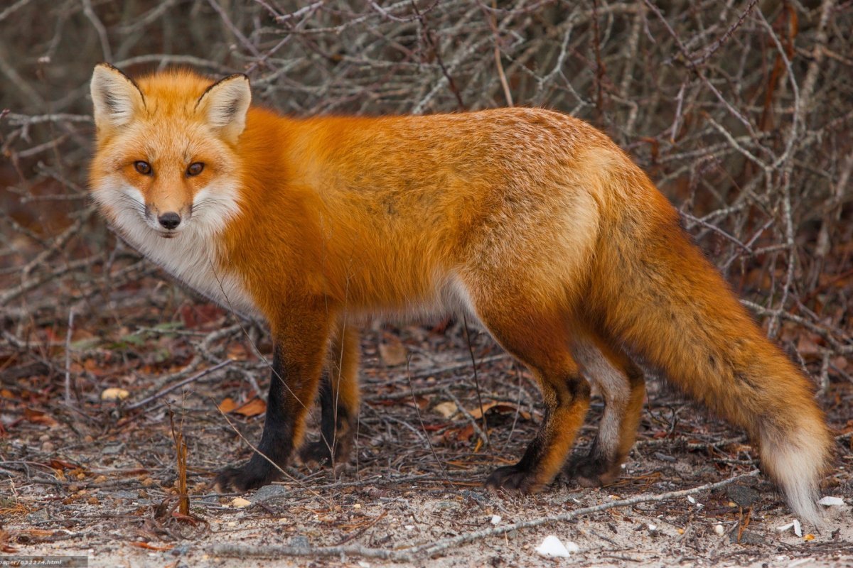 Лисица обыкновенная Уральская