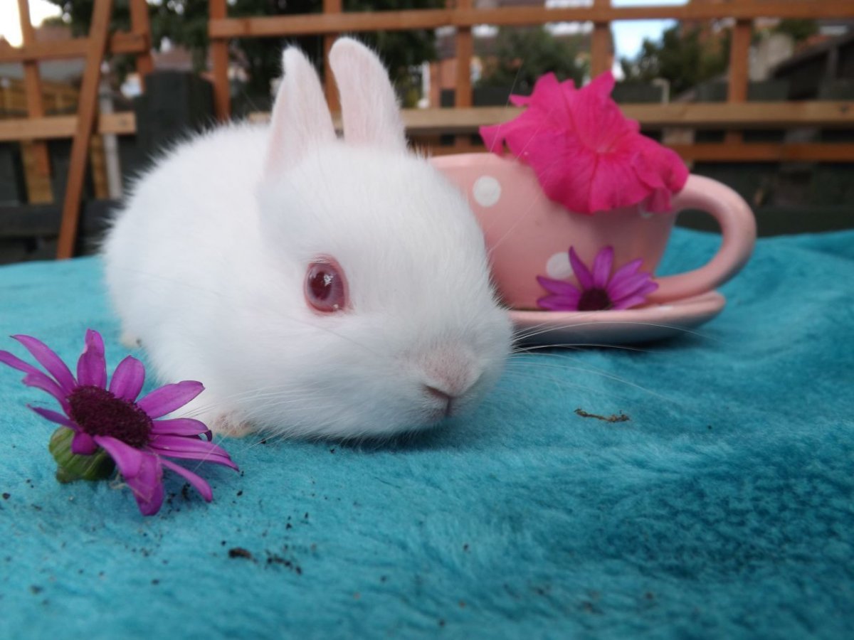 Розовый морской кролик