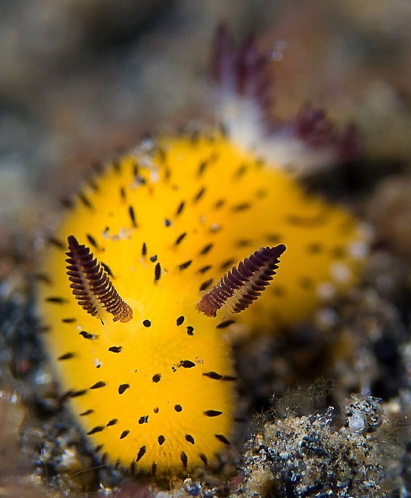 Кролик на розовом фоне