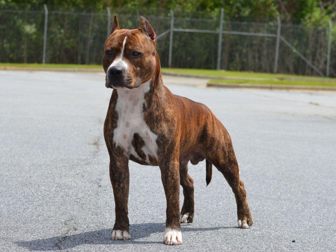 Американский стаффордширский терьер пятнистый
