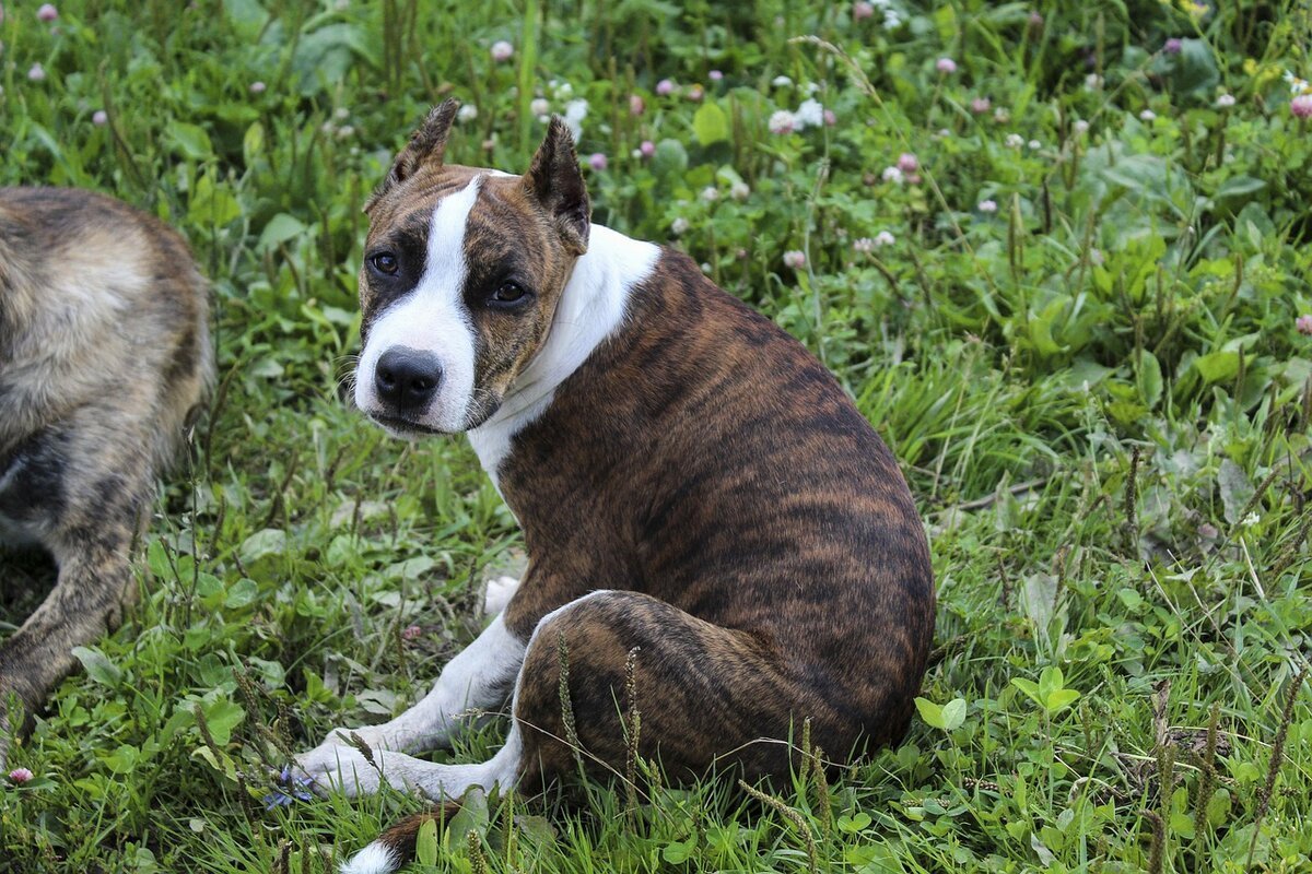 Американский стаффордширский терьер