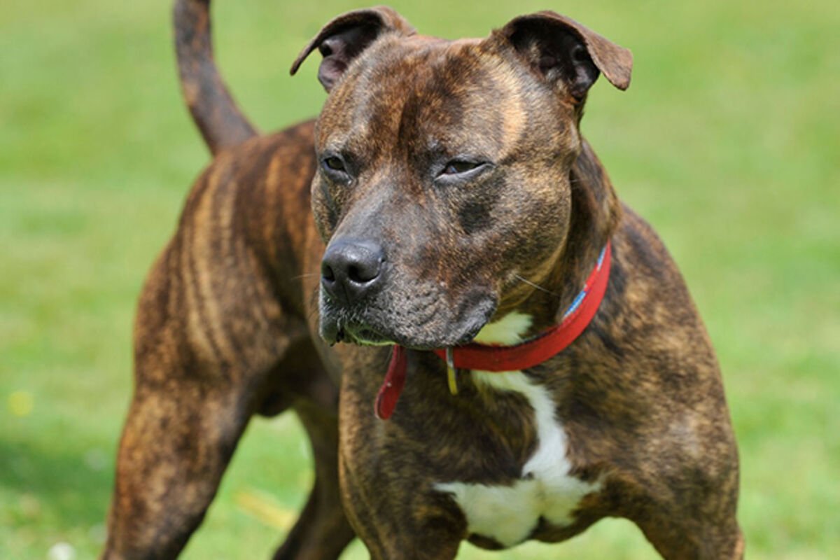 Стаффордширский терьер тигровый окрас