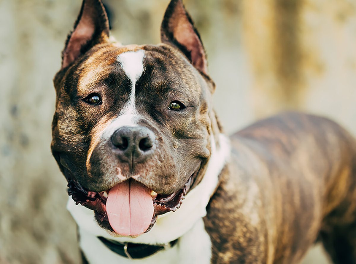 Стаффордширский терьер Гордон