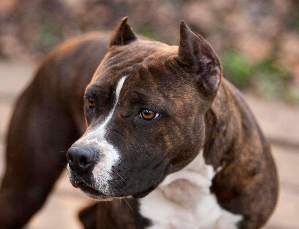 Стаффордширский терьер тигровый