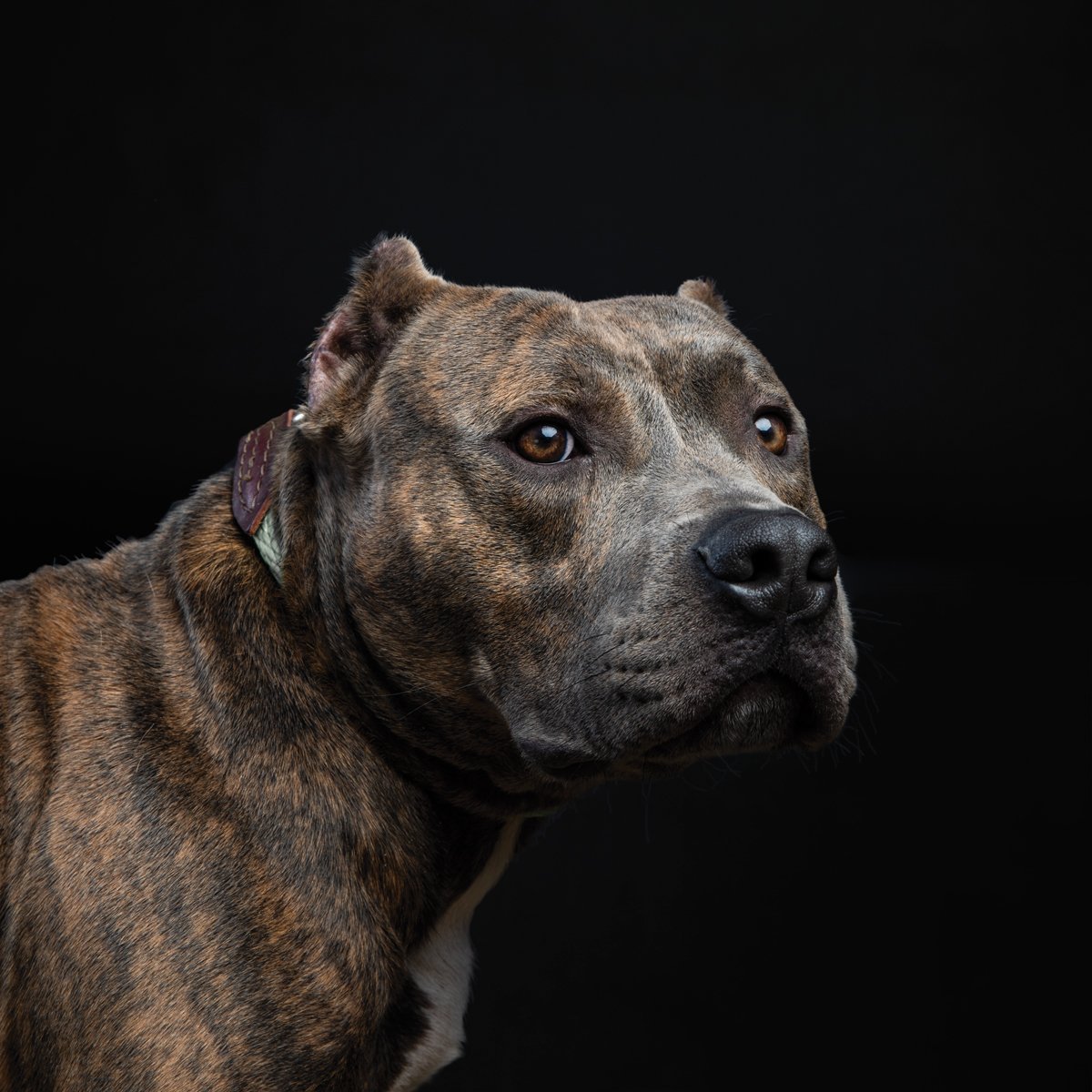 Стаффордширский терьер тигровый окрас