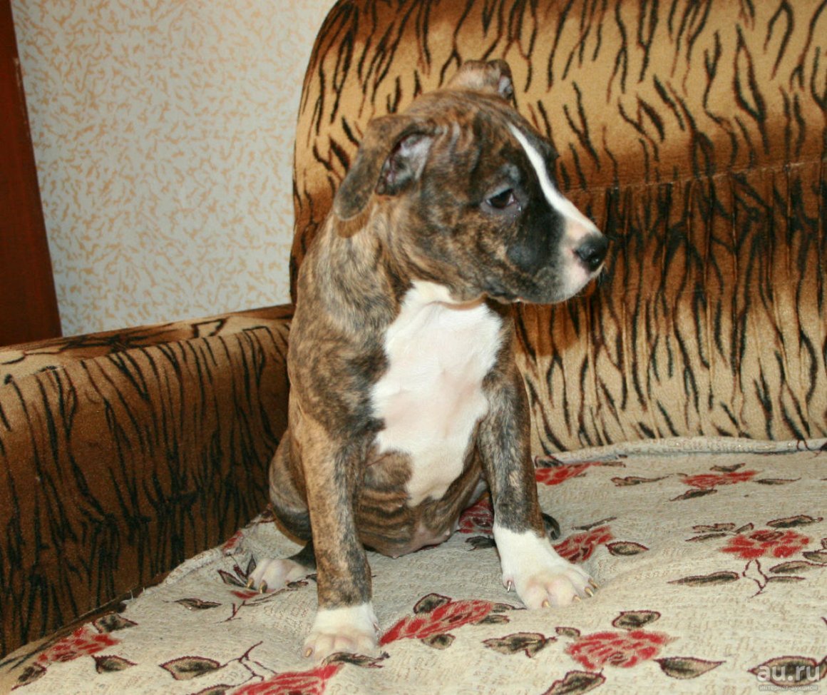 Тигровый стаффордширский терьер девочка