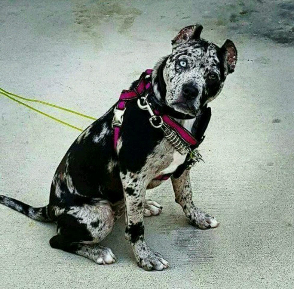 Американский стаффордширский терьер серый