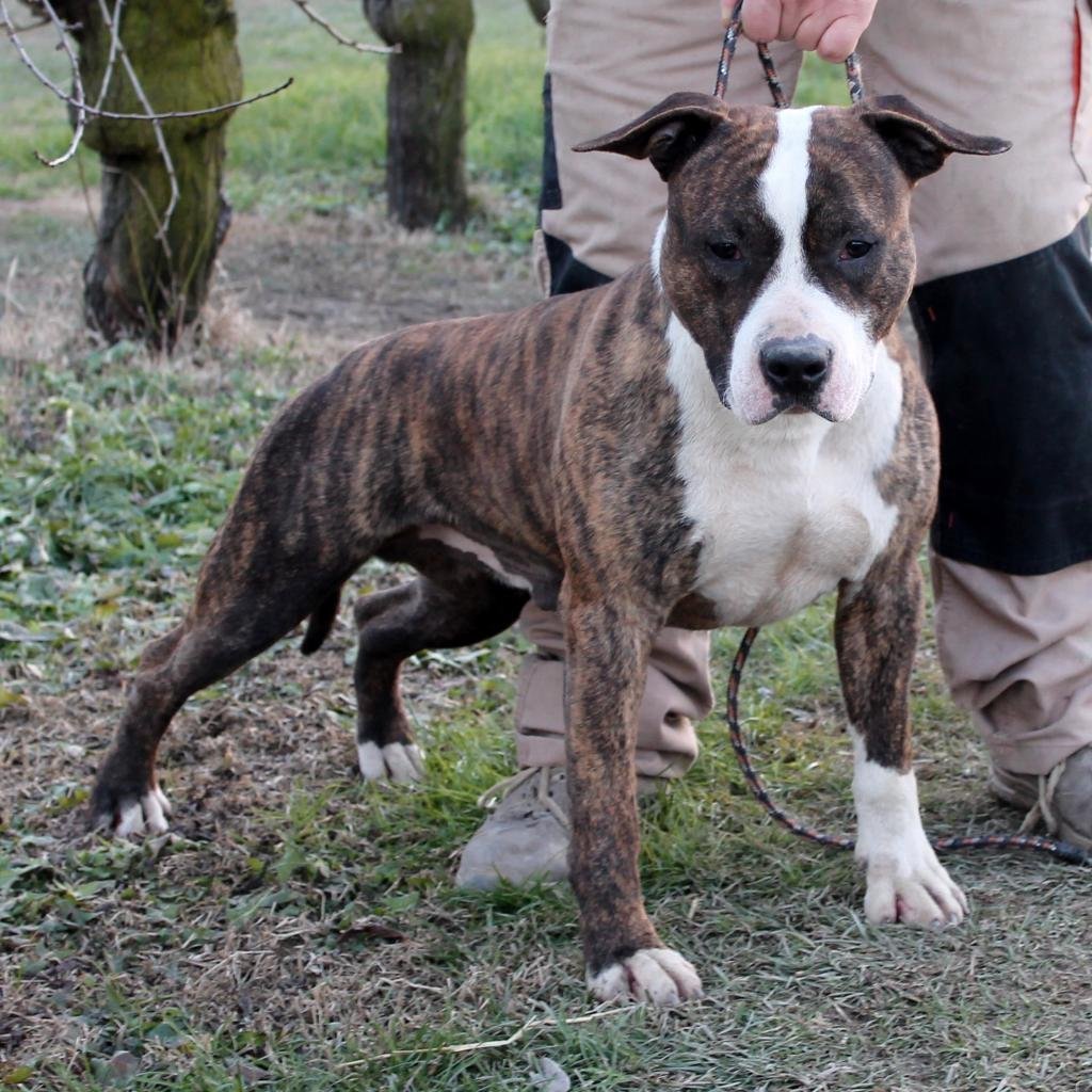 Стаффордширский питбуль тигровый