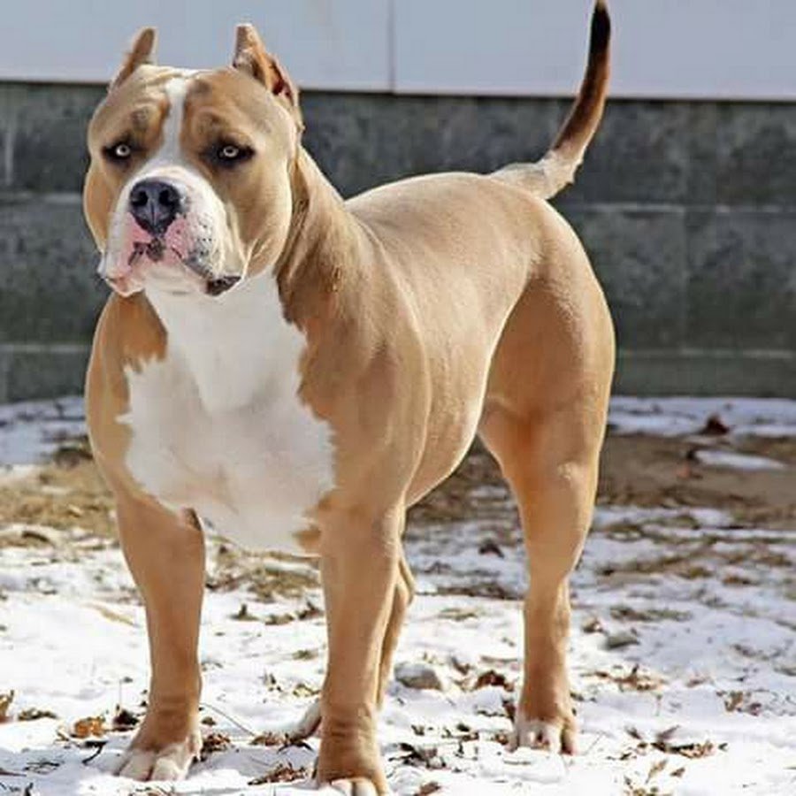 Стаффордширский терьер Мерль