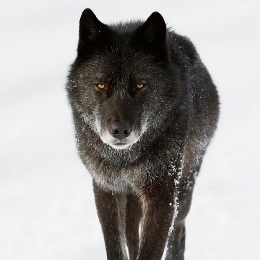 Канадский волк