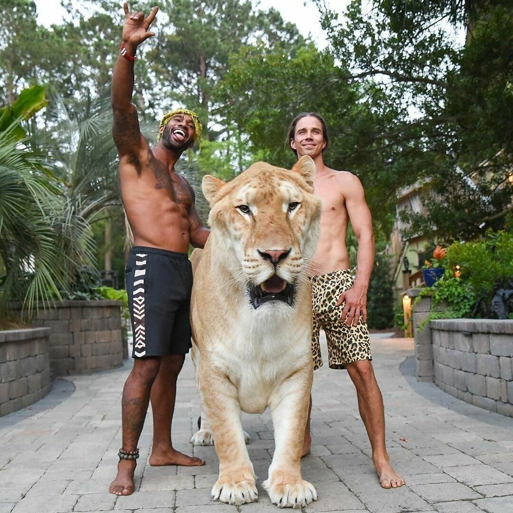 Лигр Геркулес