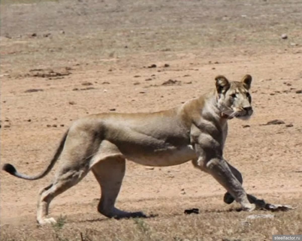 Животные мышцы