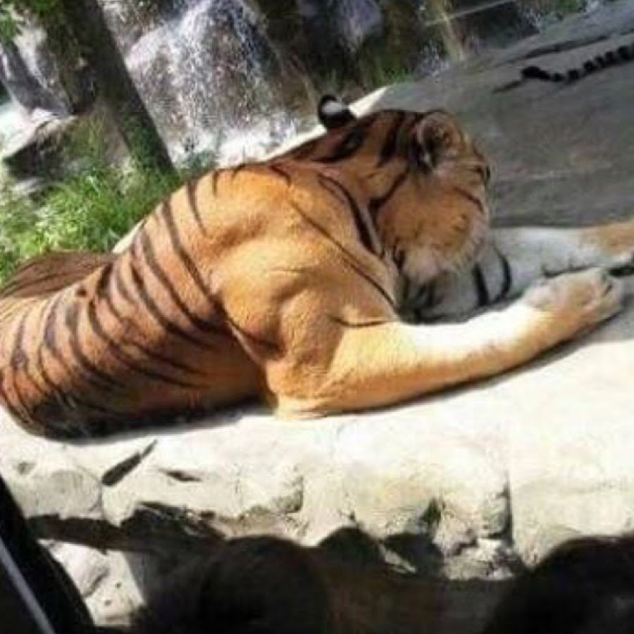 Толстый тигр