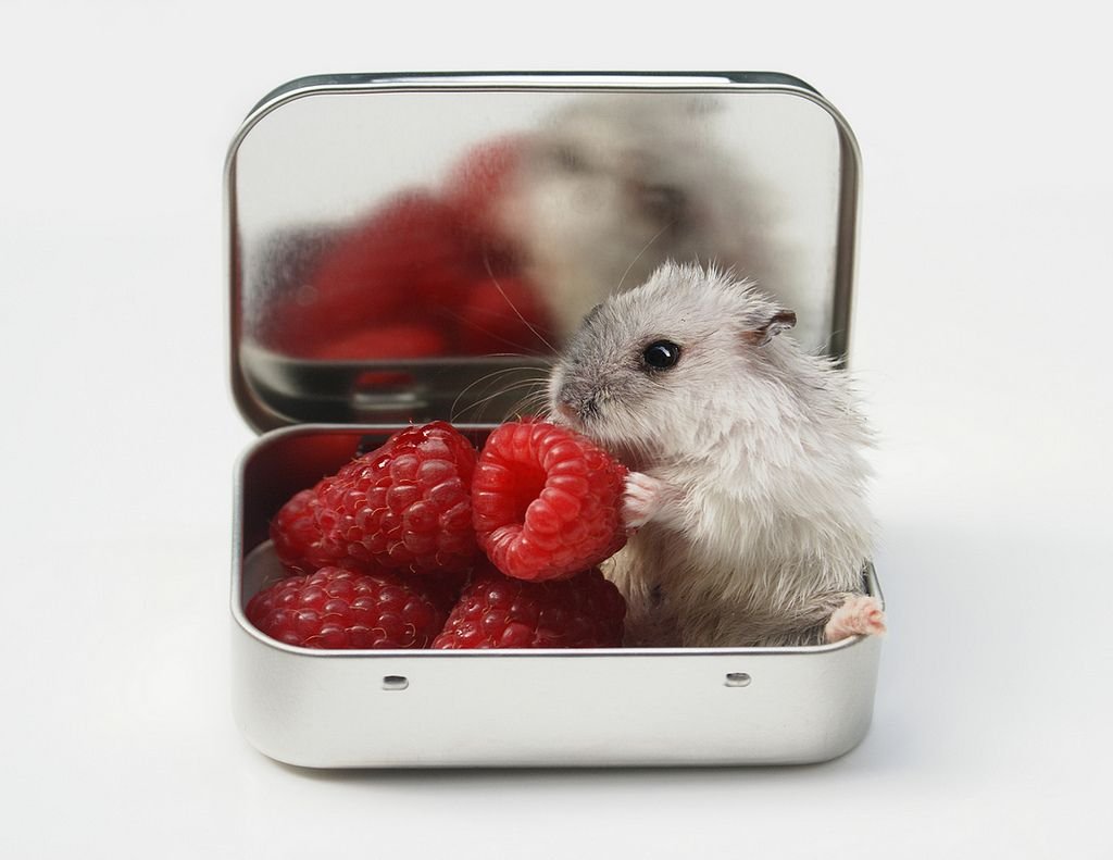 Крыса с сердечком