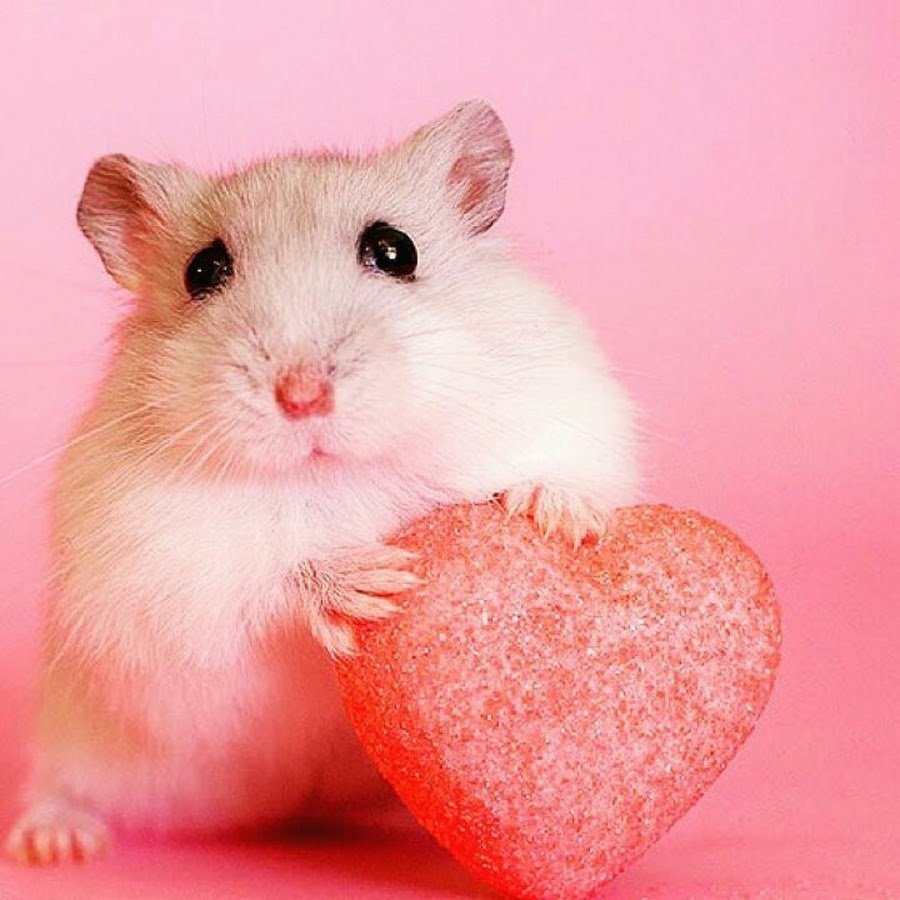 Джунгарский хомяк розовый