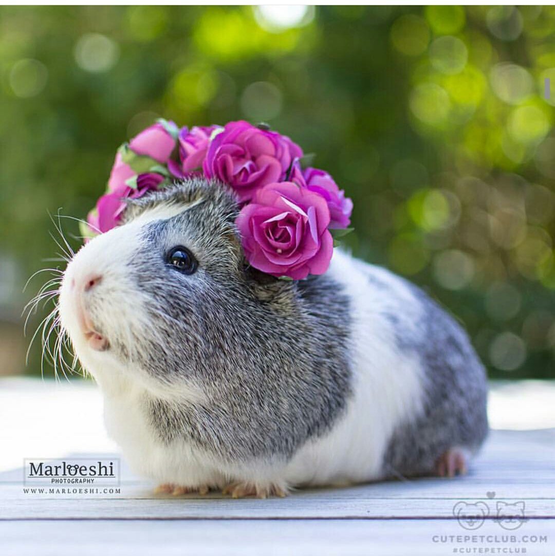 Мышь в стеклянной банке