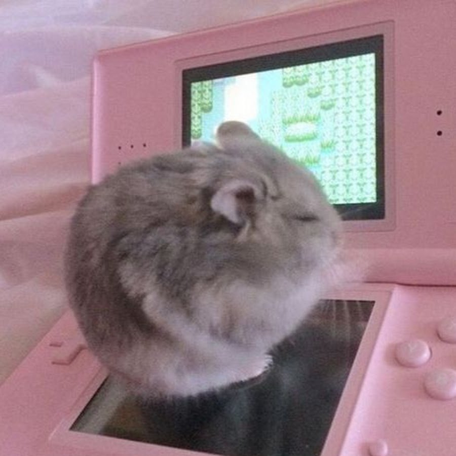 Сохры хомяков