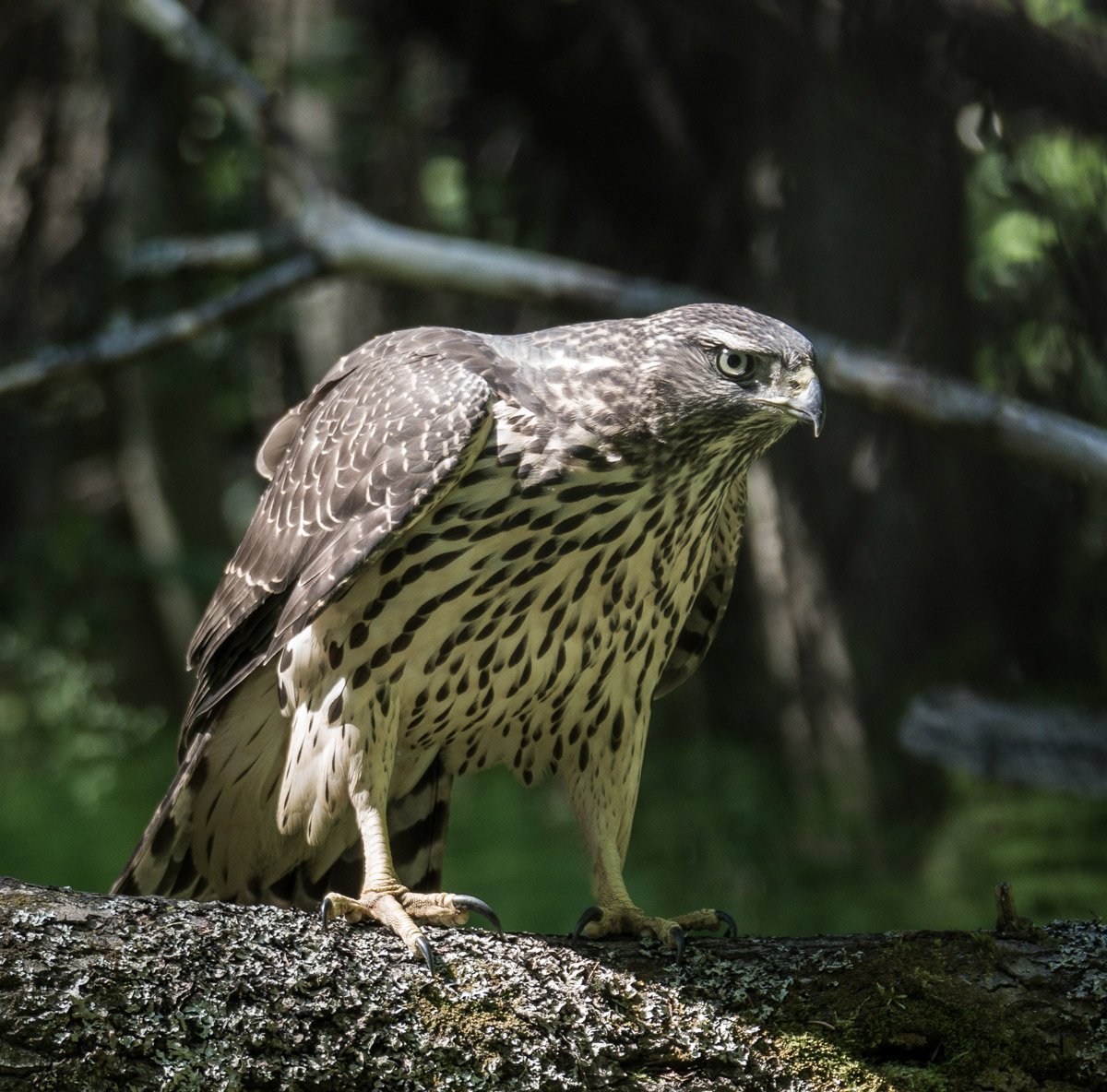 Камчатский ястреб-тетеревятник