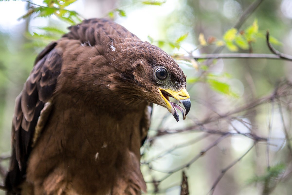 Хищные птицы карельского перешейка