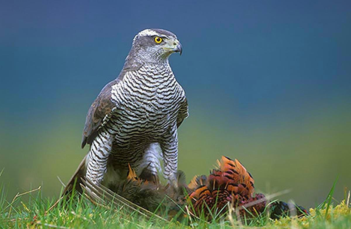 Тетеревятник (Accipiter gentilis)