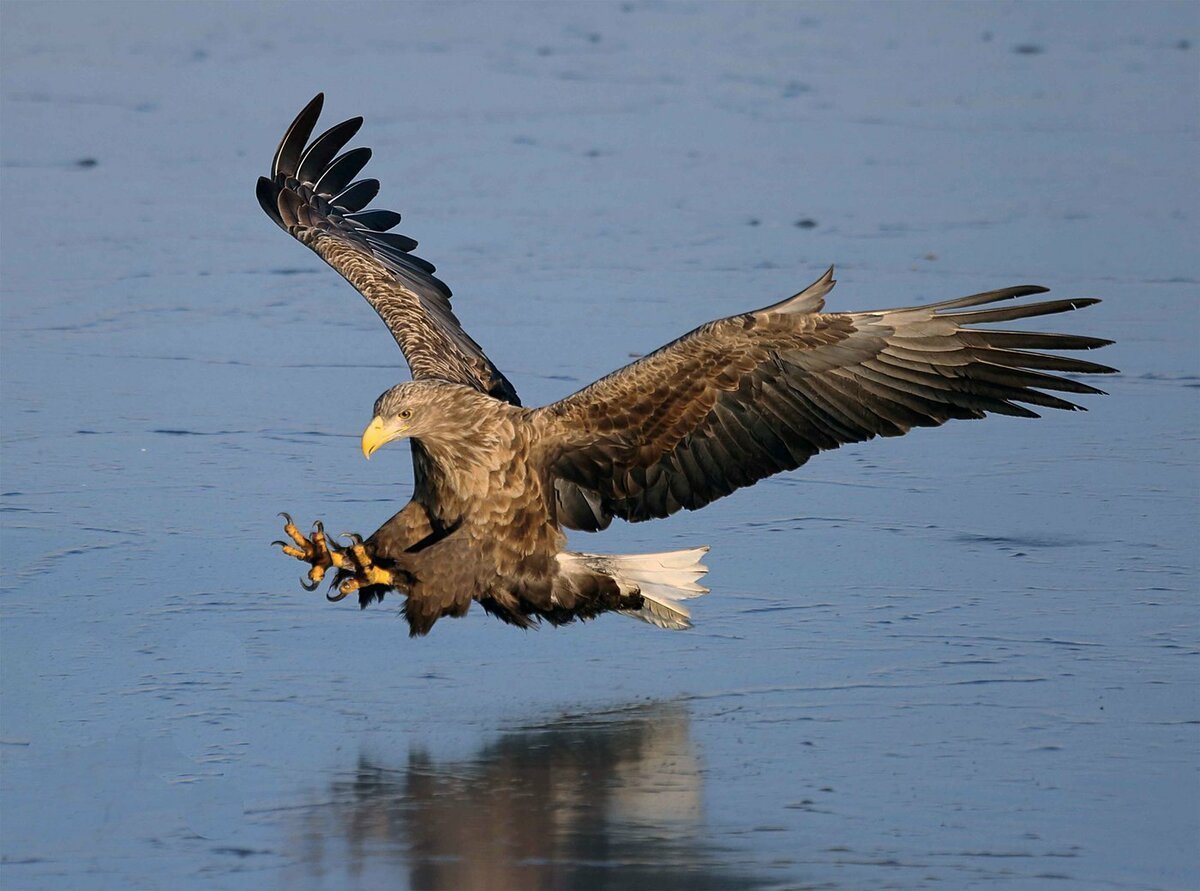 Беркут и Орлан белохвост