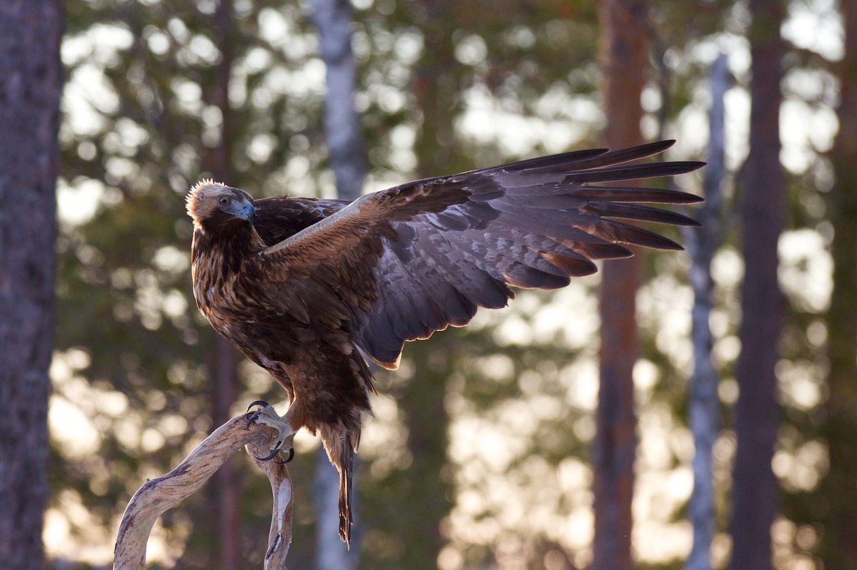 Беркут в Ленинградской области