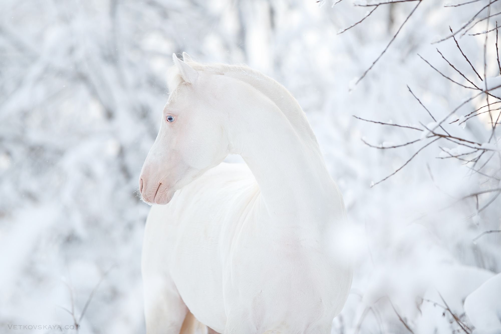 Белоснежные лошадки. Марвари жеребенок альбинос. Конь ахалтекинец альбинос. Лошадь альбинос. Лошадь альбинос фото.