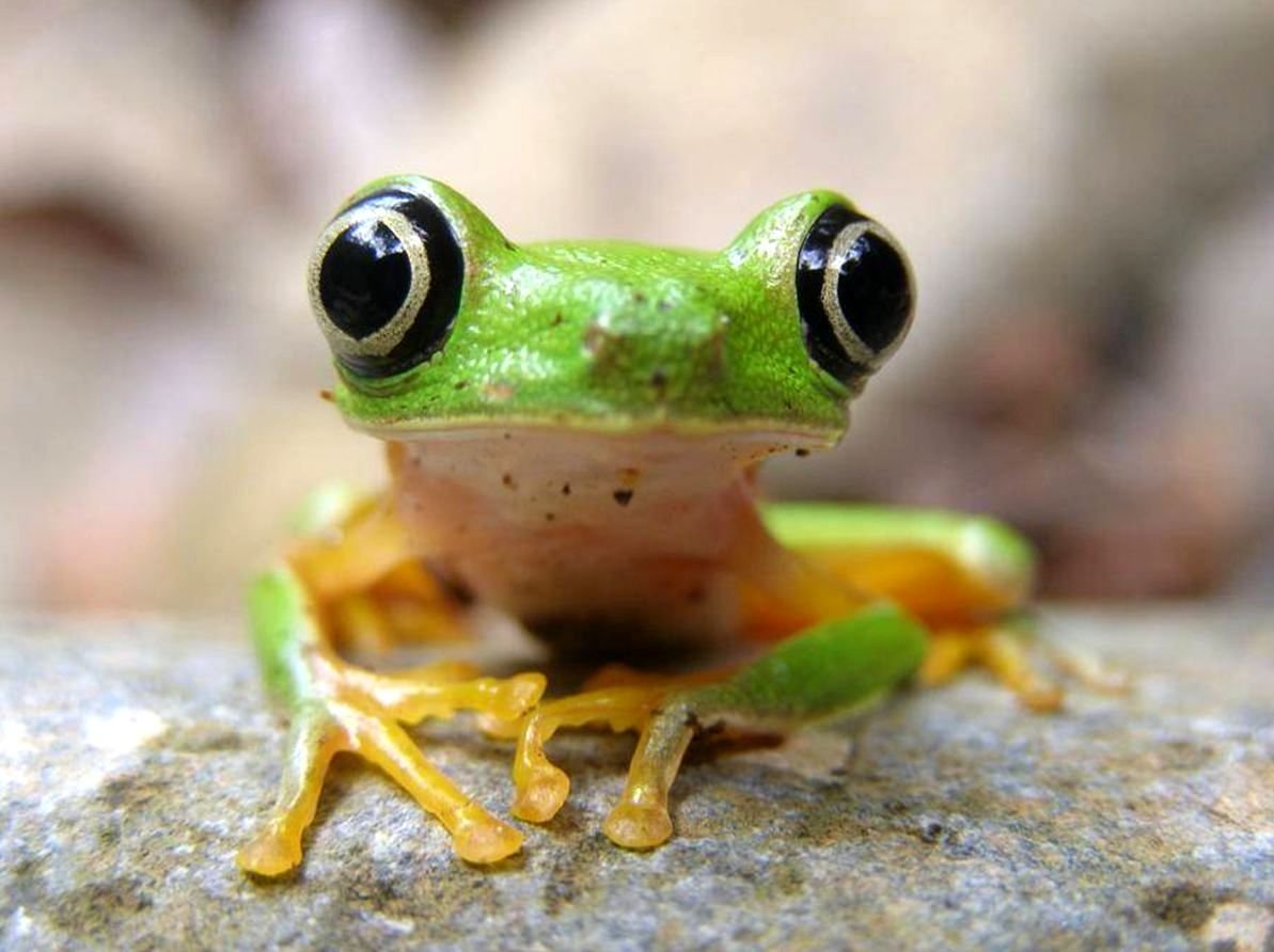 Глазастая лягушка