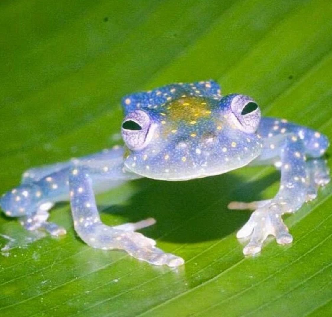 Милые Жабы Эстетика