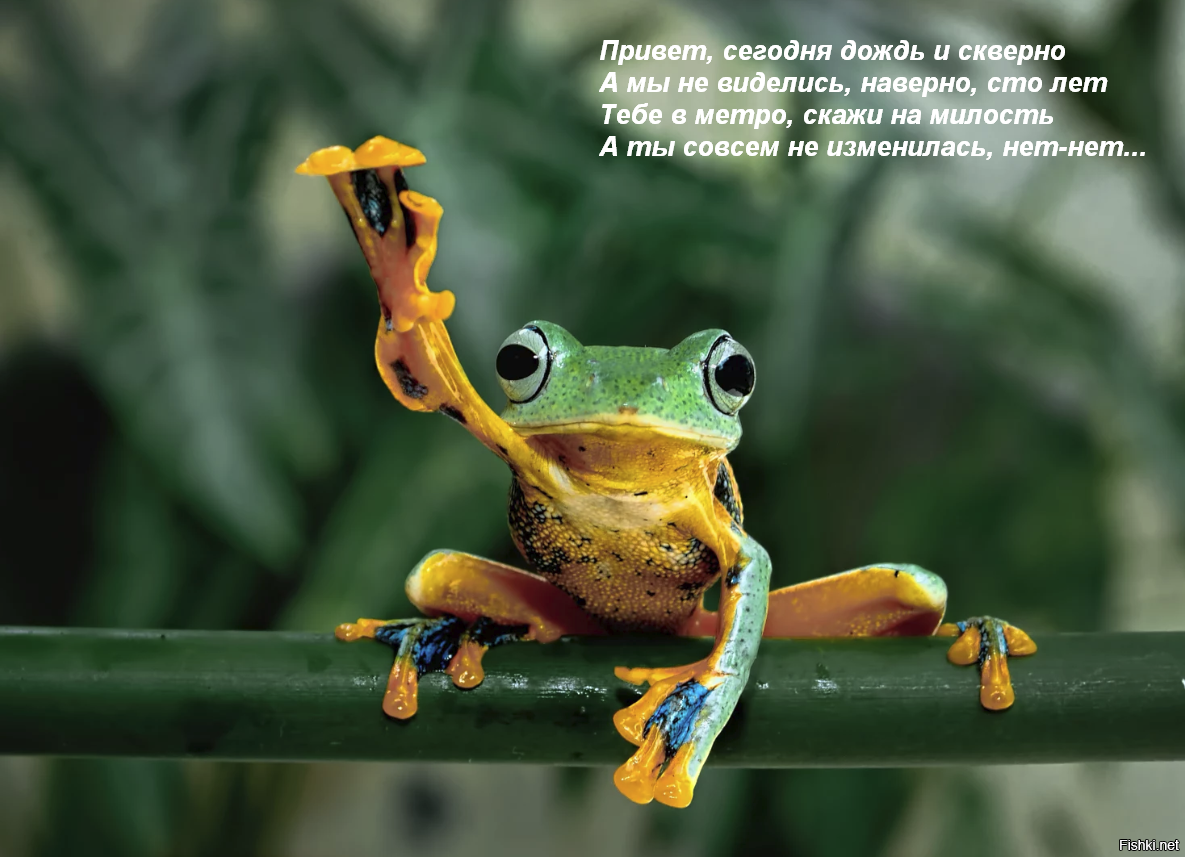 Радужная лягушка