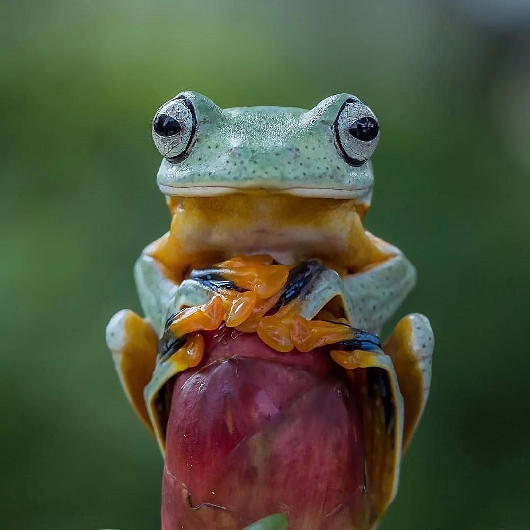 Красноглазая квакша