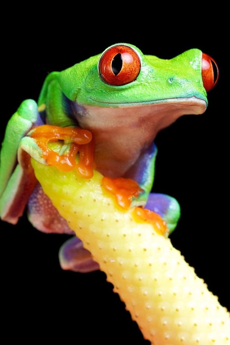 Розовая лягушка древолаз