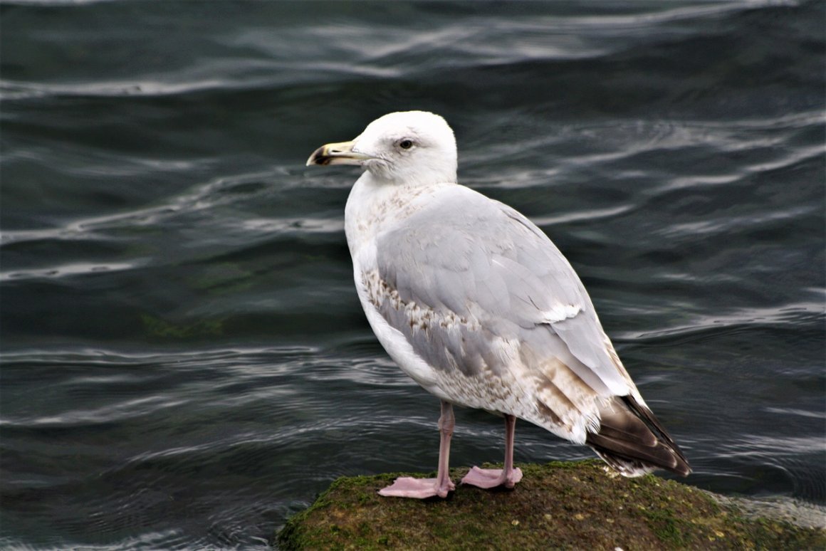 Чайка Моевка Балтика