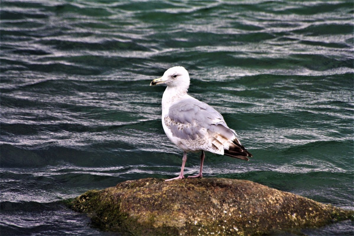 Морские птицы Балтики