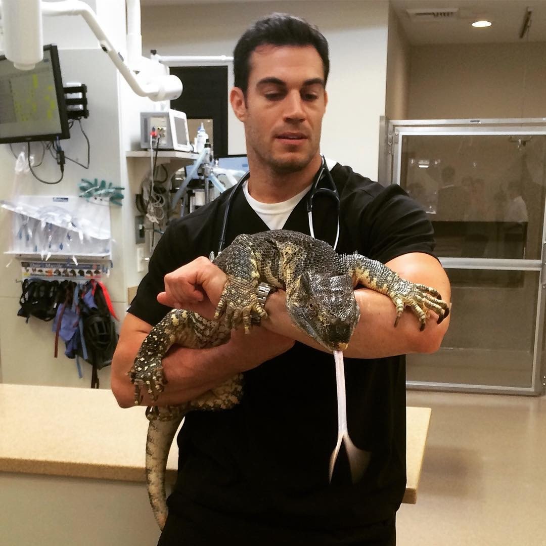 Чёрный эублефар Black Night