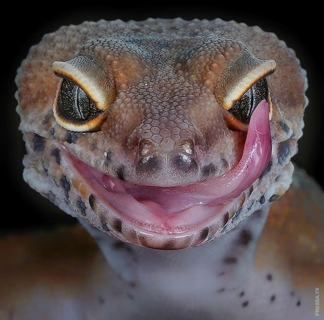 Комодский Варан слюни